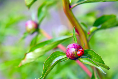 Close-up of flower growing on plant