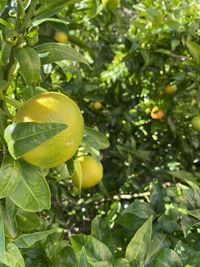 Close-up of fruits on tree