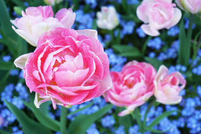 Close-up of pink flowers blooming outdoors