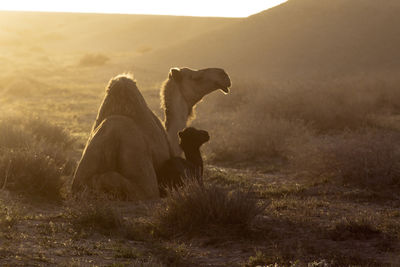 Camel and calf sitting on field during sunny day
