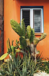 Close-up of potted plant growing on window of building