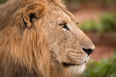 Close-up of a cat looking away