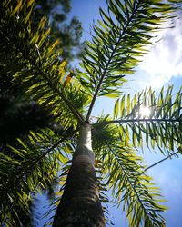 Low angle view of palm tree against sky