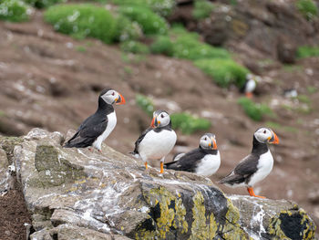 Close-up of birds perching on rock