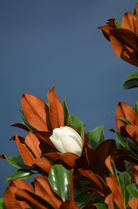 Close-up low angle view of leaves