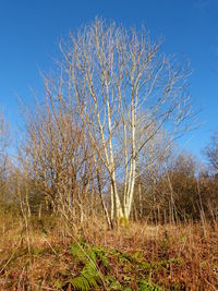 Plants growing on field against blue sky