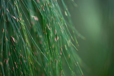 Close-up of crops growing on field