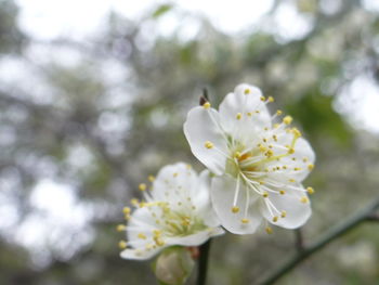 Plum is an ornamental and cultural symbol plant