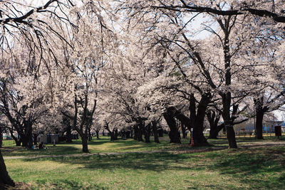 View of cherry blossom trees in park