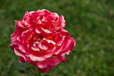 Close-up of pink rose