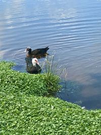 High angle view of ducks swimming in lake
