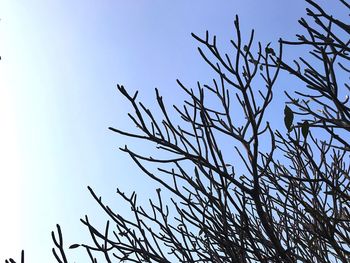 Low angle view of bare tree against clear blue sky