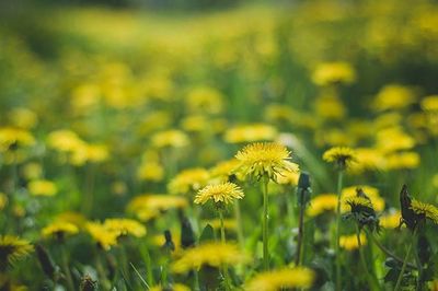 Close-up of yellow flowers on field