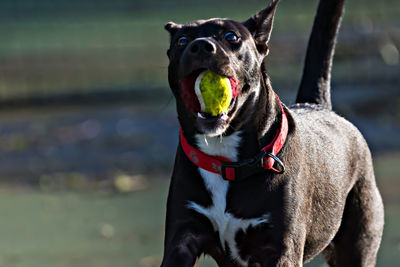 Close-up of dog with ball in mouth