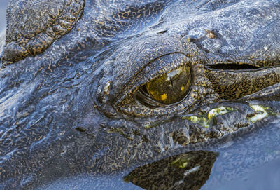 Close up shot of a freshwater crocodile eye reflected in the water