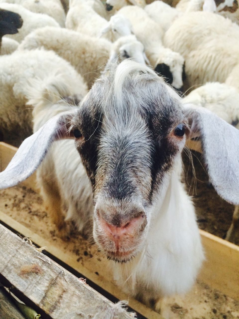 animal themes, domestic animals, one animal, close-up, front view, animal head, mammal, relaxation, zoology, snout, day, looking at camera, animal nose, outdoors, livestock, herbivorous, extreme close up, animal, no people