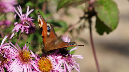 Close-up of butterfly pollinating on purple flower