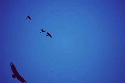 Low angle view of airplane flying in sky