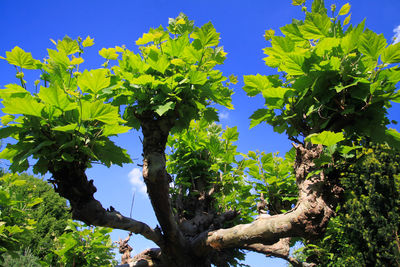 Low angle view of tree against sky