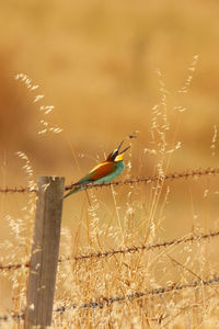 Close-up of insect on plant