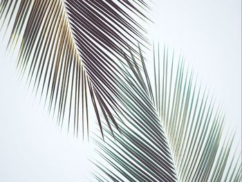 Low angle view of palm tree against sky