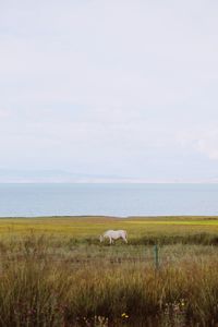 View of sheep on field by sea against sky