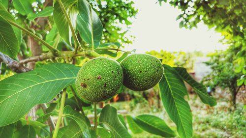 Close-up of fruits growing on tree