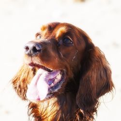 Close-up of dog looking away