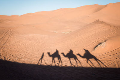 Shadow of people riding camels on sand at desert