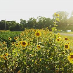 Yellow flowers growing in field