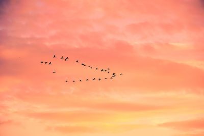 Low angle view of birds flying against orange sky