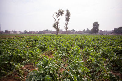 Scenic view of agricultural field against sky