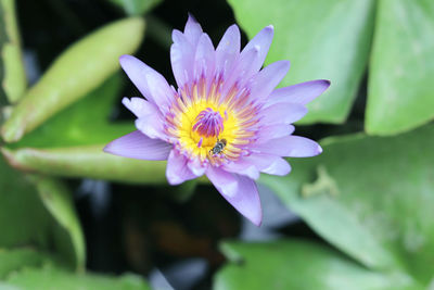 Close-up of purple flower