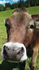 Close-up portrait of cow on field