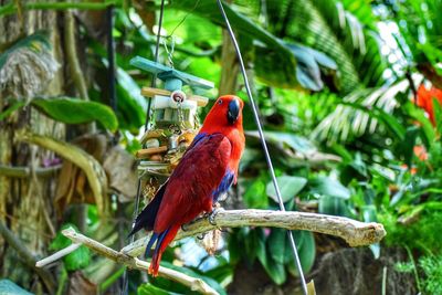 Close-up of bird perching on branch