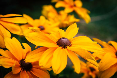 Close-up of yellow daisy flowers