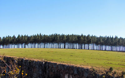 Trees on field against clear sky