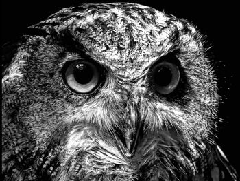 Close-up portrait of owl