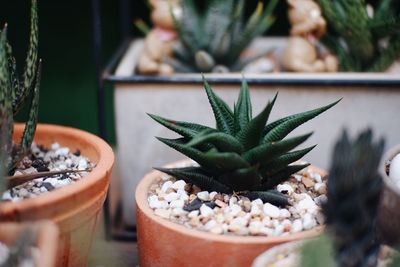 Close-up of potted plant on table