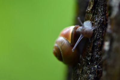 Close-up of snail