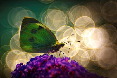 Close-up of butterfly pollinating on purple flower