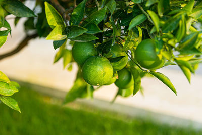 Close-up of fruits growing on tree