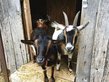 Portrait of horse in shed