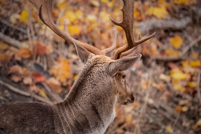 Deer in a forest