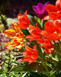 Close-up of red flowering plant