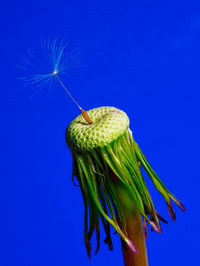 Close-up of lizard on plant against blue sky