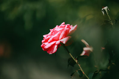 Close-up of pink rose