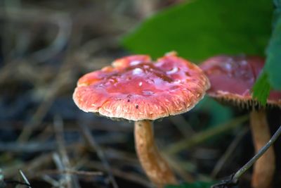 Close-up of fly agaric mushroom