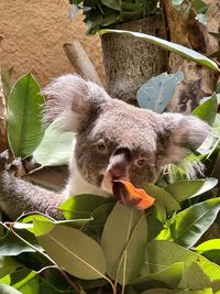 koala