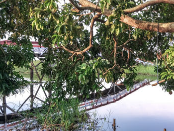 Trees and plants growing in water